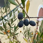 Aeleni Apartment